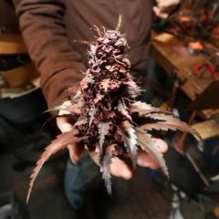 cannabis bud art